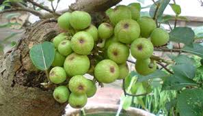 quả sung trị bệnh táo bón