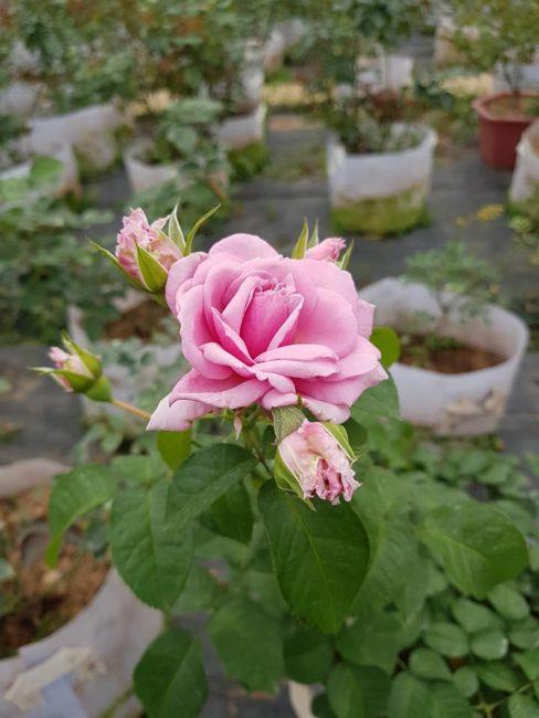 Hoa hong xanh