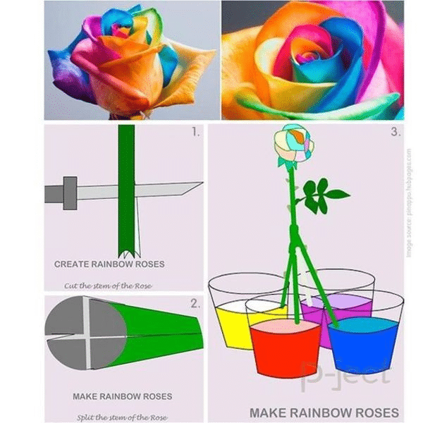 Hoa hồng cầu vồng là một thiết kế đầy màu sắc và phong cách. Hình ảnh này sẽ mang đến cho bạn một trải nghiệm tuyệt vời của sự đủ màu sắc và sống động. Hãy xem hình ảnh đầy rực rỡ này để thưởng thức một thế giới hoa hồng đầy màu sắc.