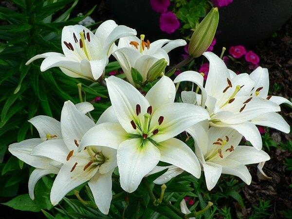 Ý nghĩa của hoa Ly và hoa Lily - Những điều đặc biệt có thể bạn chưa biết