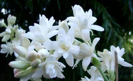 Ý nghĩa của hoa Ly và hoa Lily - Những điều đặc biệt có thể bạn chưa biết