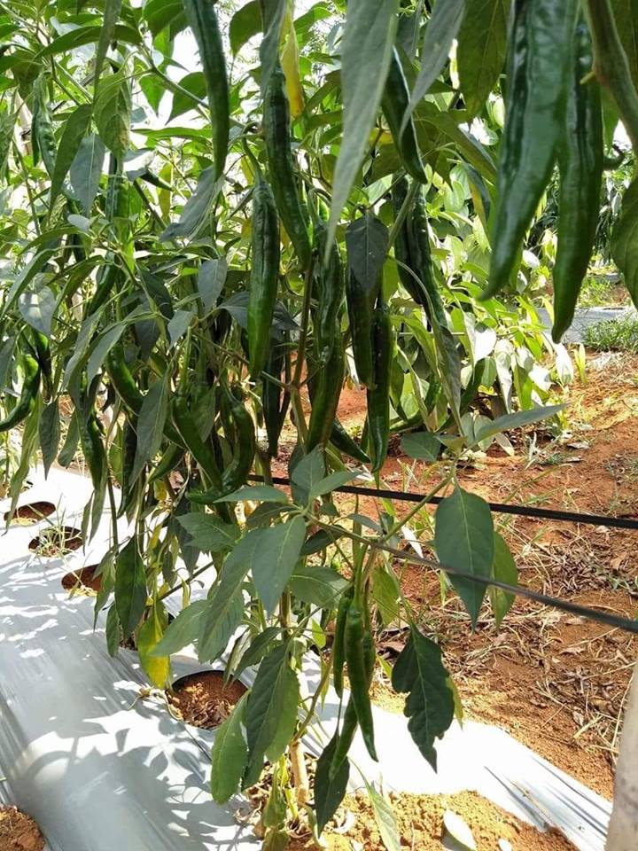 kỹ thuật trồng ớt sừng trâu