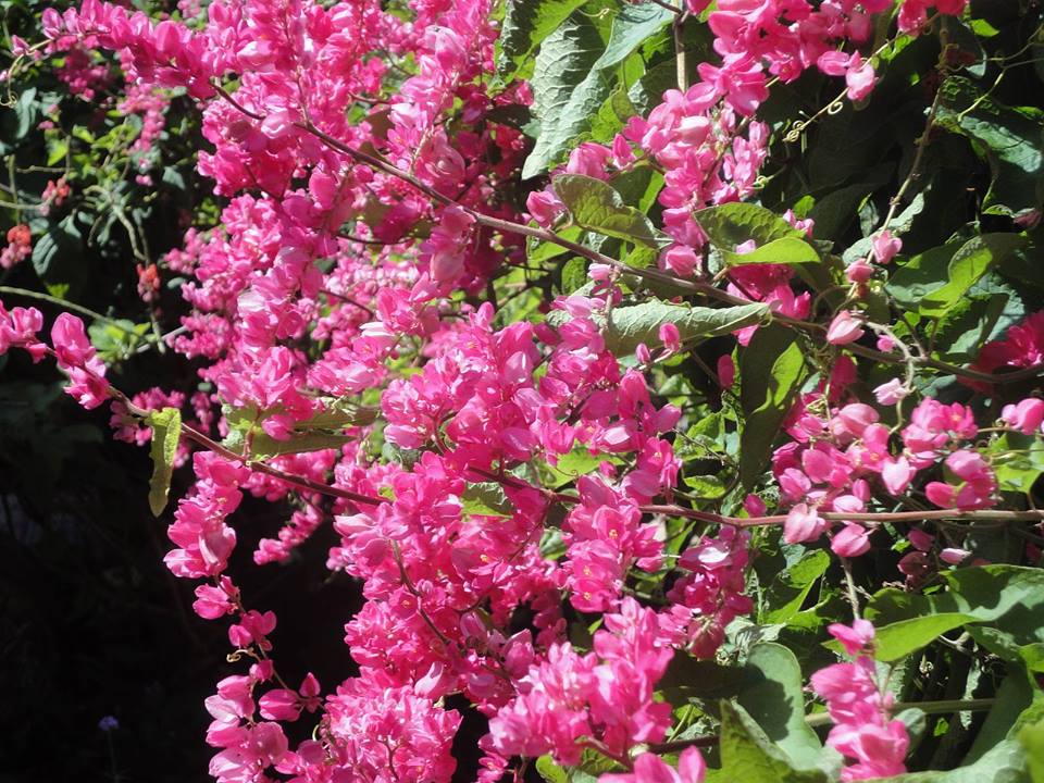 Hoa Tigon – Ý nghĩa phong thủy & 2 cách trồng cực dễ \
