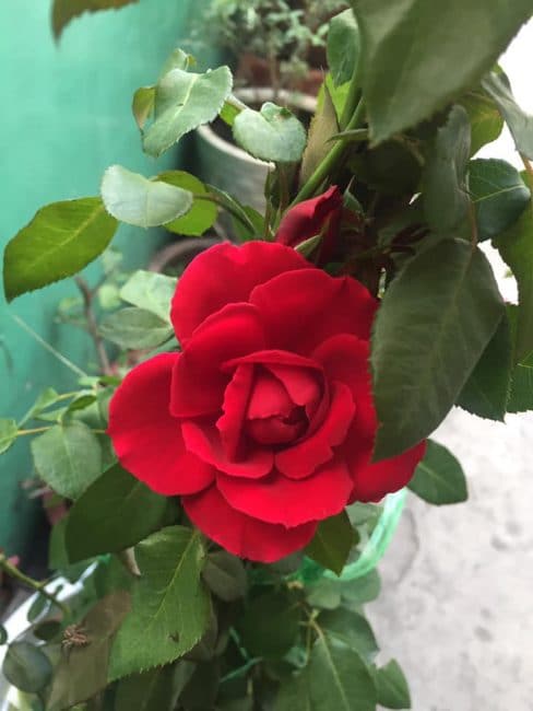 Hoa hồng ngoại