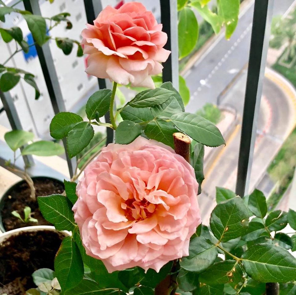 Hoa hồng Abraham Darby