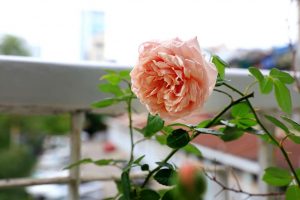 Hoa hồng Abraham Darby