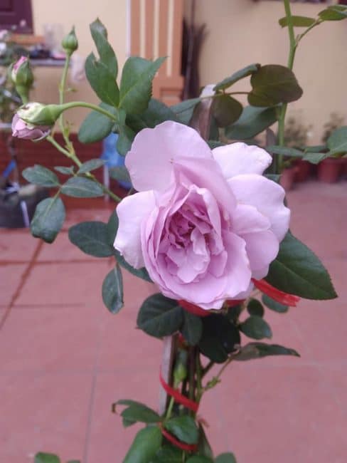 hoa hồng ngoại 