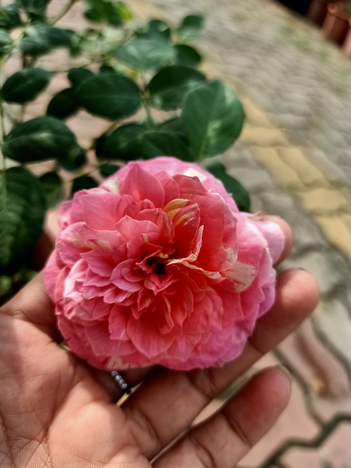 Hoa hồng Claude Monet