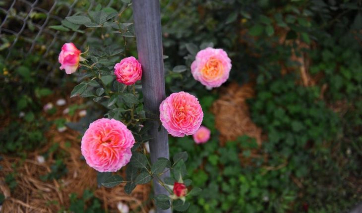 Hoa hồng Claude Monet