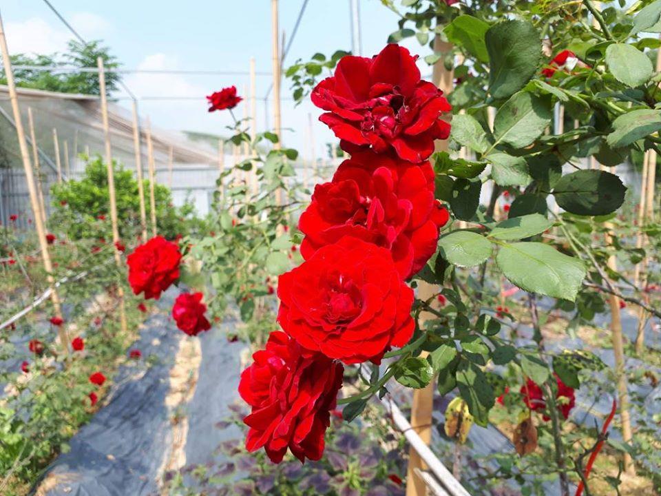 Hoa hồng cổ Hải Phòng và kỹ thuật chăm sóc để hoa đỏ nhung rực rỡ - Bách  thảo