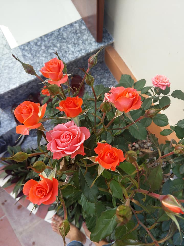 Hoa hồng nhung