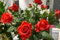 hoa hồng đẹp nhất Việt Nam