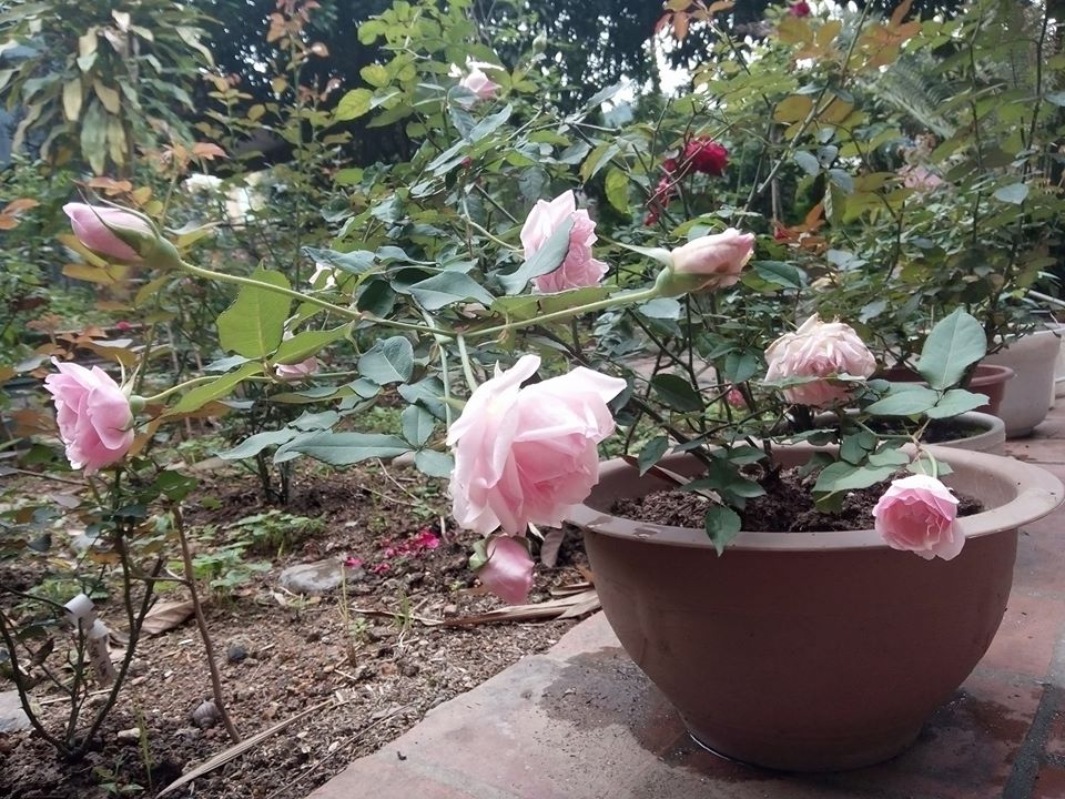 Hoa hồng cổ Vân Khôi