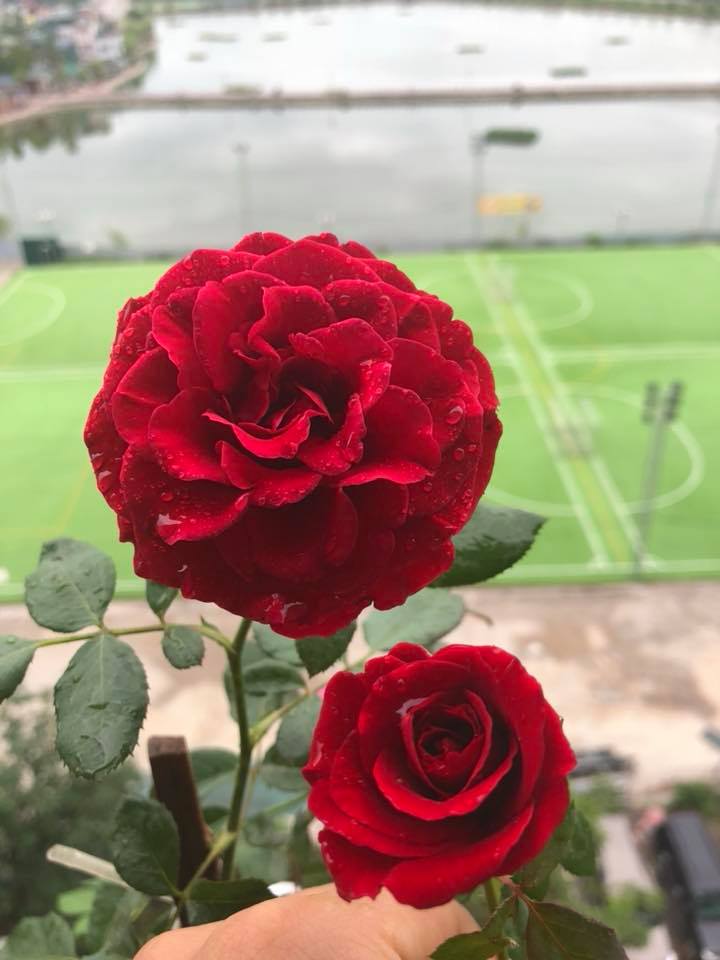 Hoa hồng cổ Hải Phòng 
