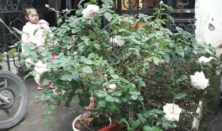 hoa hồng cổ SaPa
