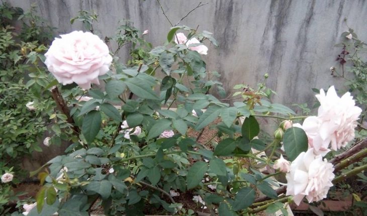 Hoa hồng Văn Khôi