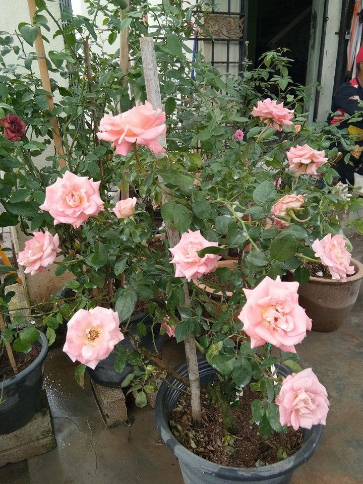 Hoa hồng Vân Khôi
