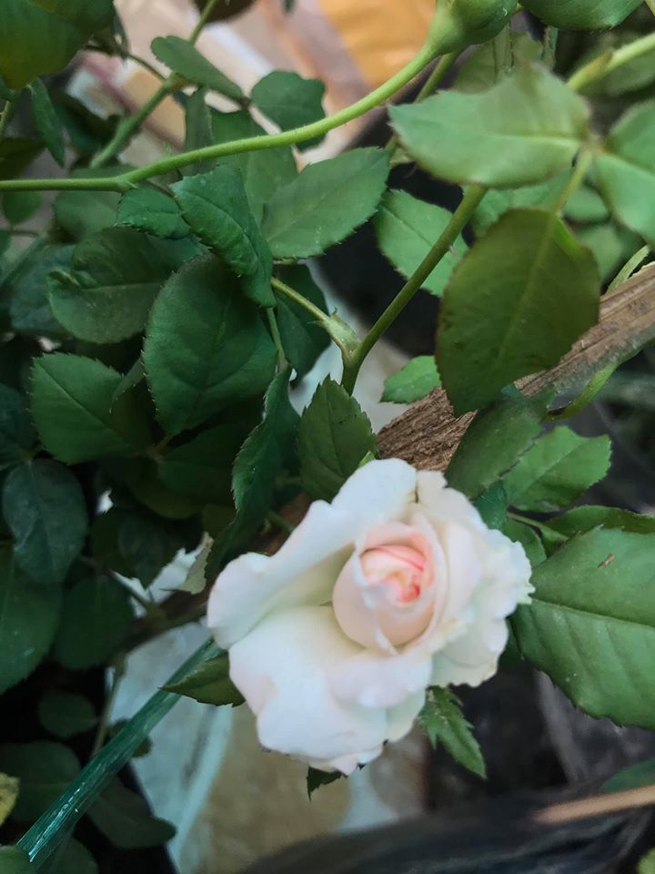 Hoa hồng Misaki