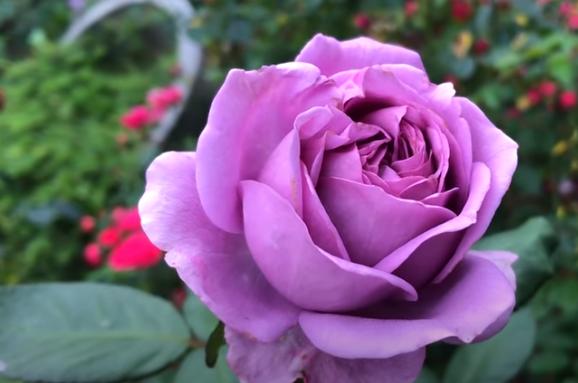 cách trồng và chăm sóc hoa hồng