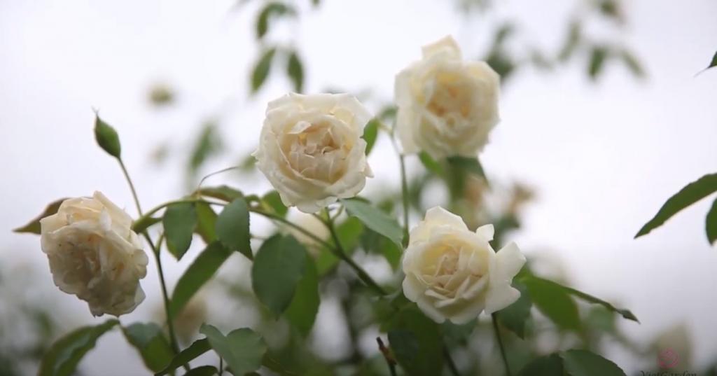 Top 7 loại hoa hồng đẹp nhất Việt Nam và kĩ thuật chăm sóc hiệu quả