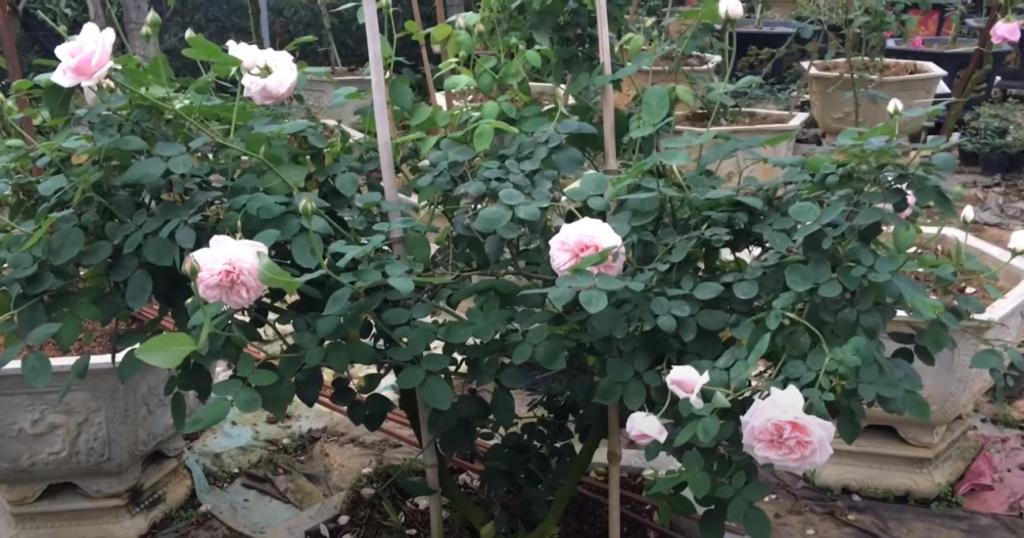 Top 7 loại hoa hồng đẹp nhất Việt Nam và kĩ thuật chăm sóc hiệu quả