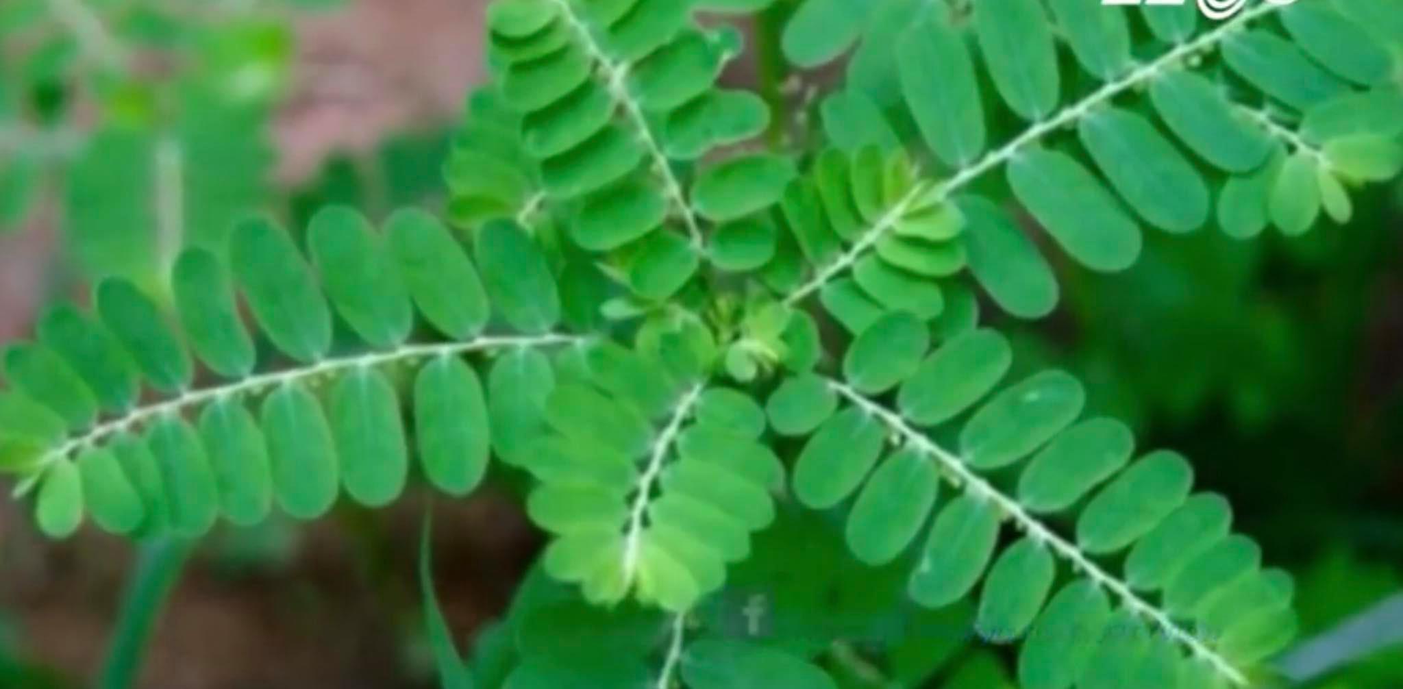 Cây răng cưa và những bí mật chữa bệnh ''tuyệt vời'' của nó - Bách thảo