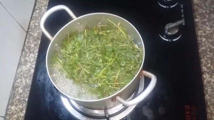 Cây răng cưa và những bí mật chữa bệnh ''tuyệt vời'' của nó - Bách thảo