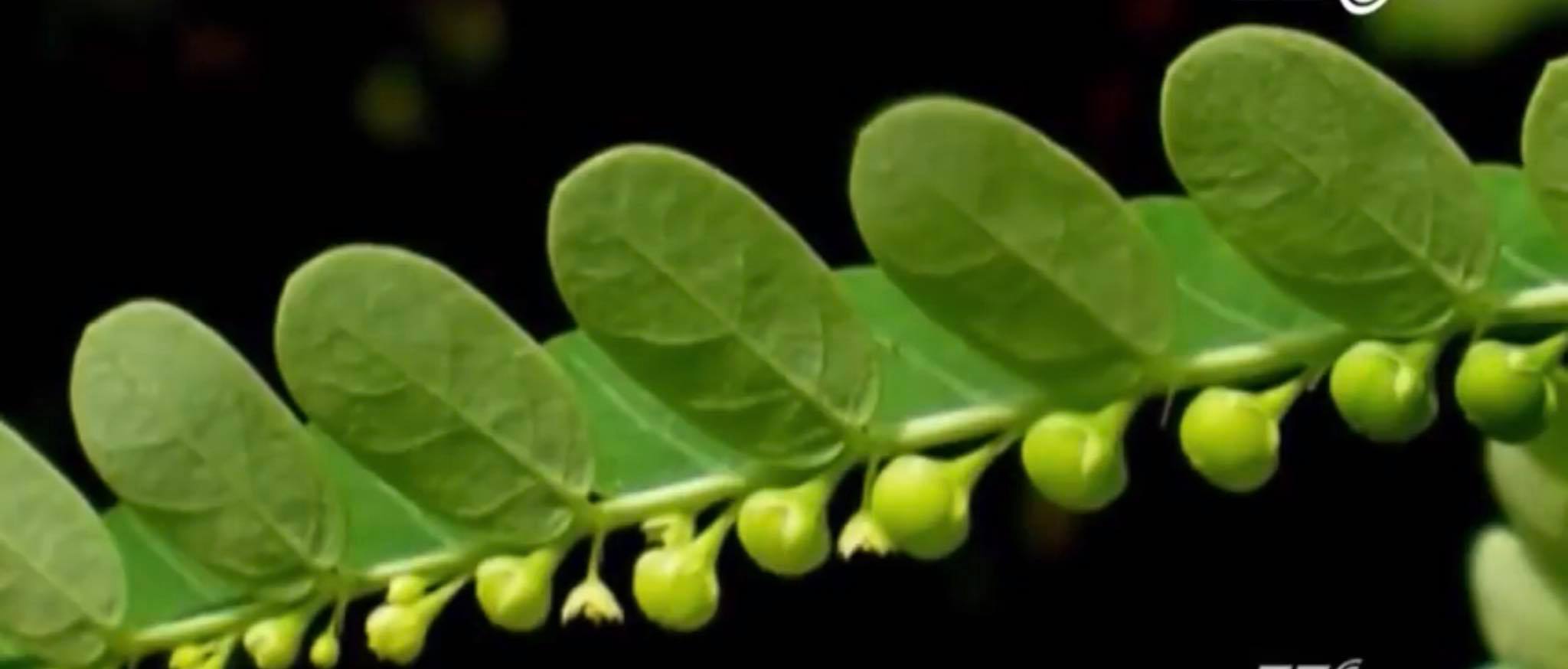 Cây răng cưa và những bí mật chữa bệnh ''tuyệt vời'' của nó - Bách thảo