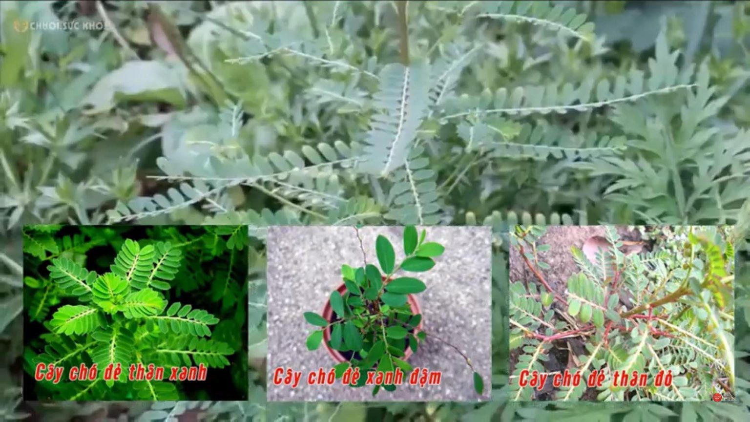 Cây răng cưa và những bí mật chữa bệnh ''tuyệt vời'' của nó - Bách thảo