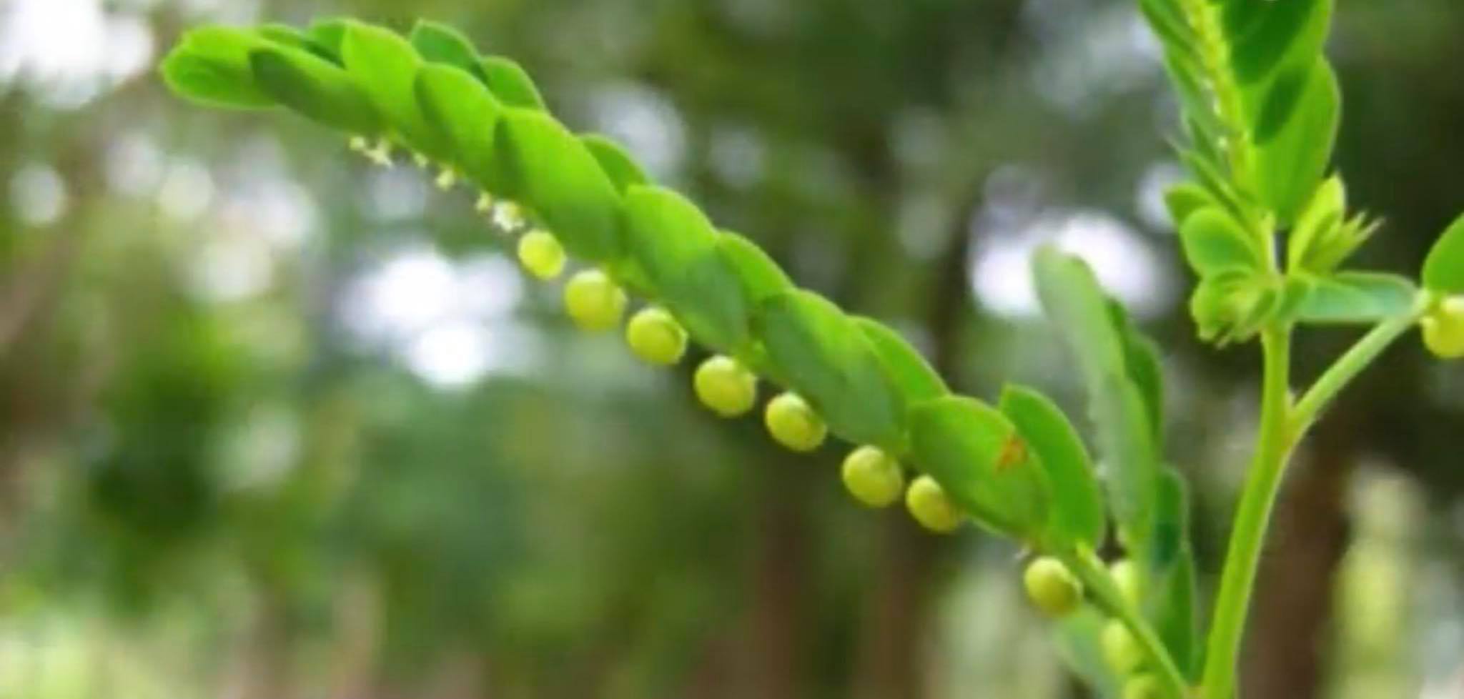 Cây răng cưa và những bí mật chữa bệnh ''tuyệt vời'' của nó - Bách thảo