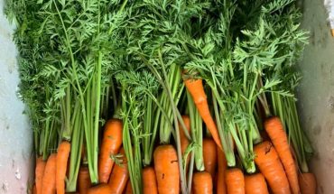 cà rốt hữu cơ