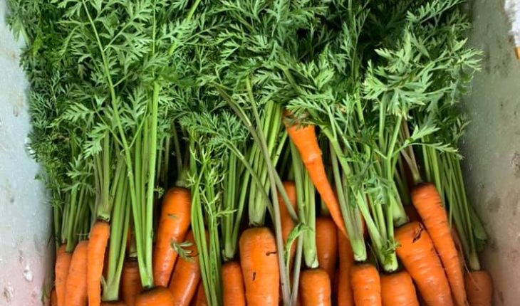 cà rốt hữu cơ