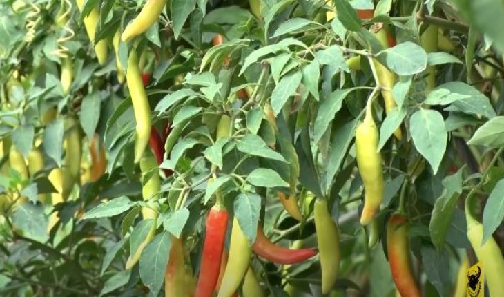 Kỹ thuật trồng ớt sừng vàng