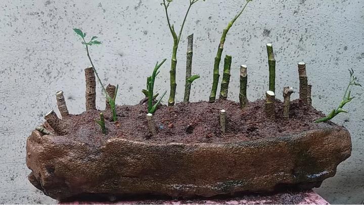Cách trồng cây đinh lăng lá tròn bonsai